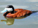 Ruddy Duck (WWT Slimbridge ZZZZ) ©Nigel Key